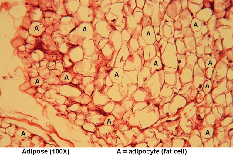 Adipose Tutorial Histology Atlas For Anatomy And Physiology