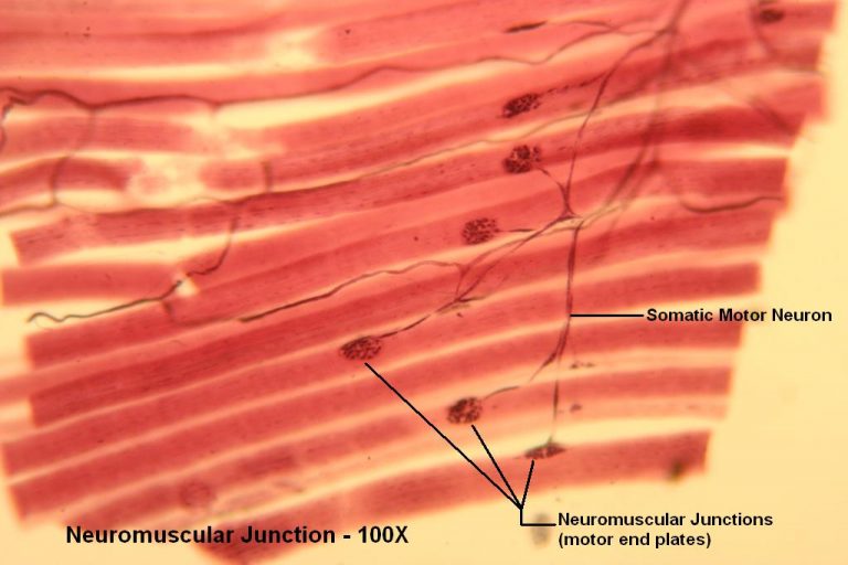 Neuromuscular Junction Tutorial Histology Atlas For Anatomy And