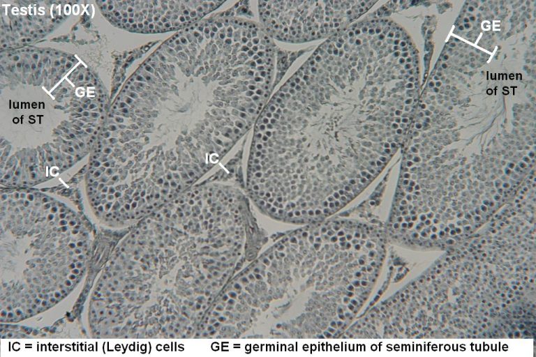 Testis Tutorial Histology Atlas For Anatomy And Physiology