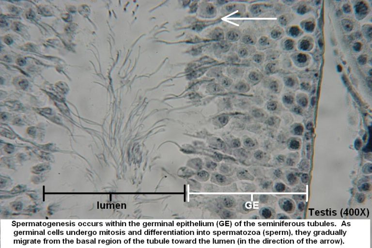 Testis Tutorial Histology Atlas For Anatomy And Physiology