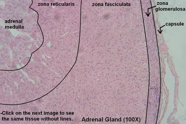 Adrenal Gland Tutorial Histology Atlas For Anatomy And Physiology