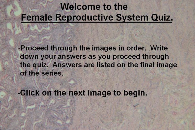 Quiz Female Reproductive System Histology Atlas For Anatomy And