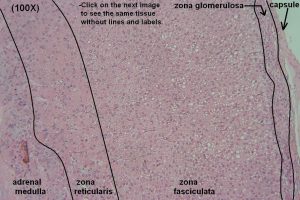 Adrenal Gland Tutorial Histology Atlas For Anatomy And Physiology