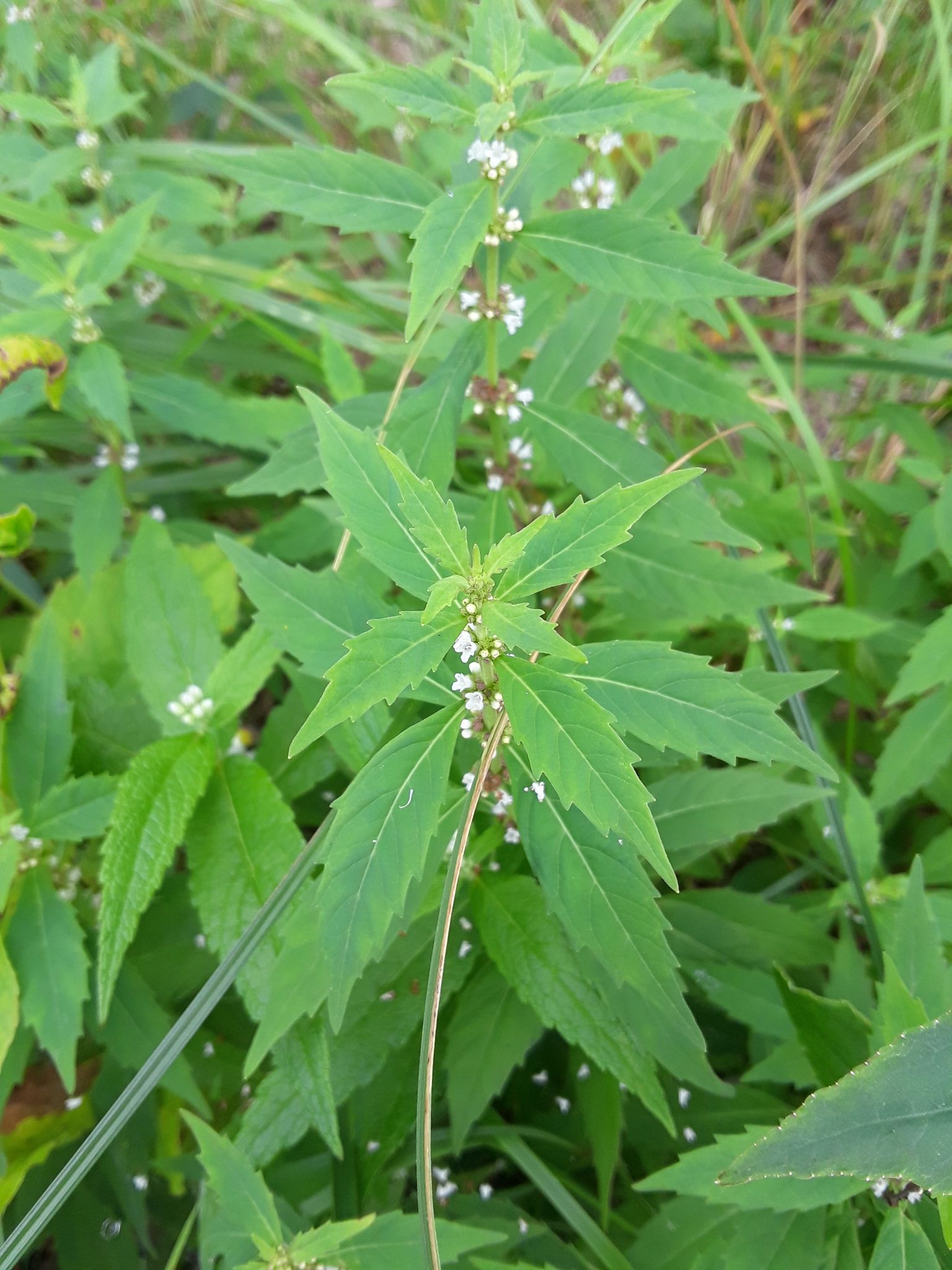 Northern Bugleweed – Wildflowers of Little Bass Lake