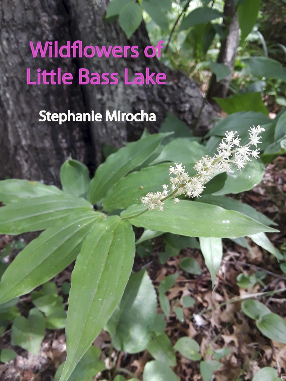 Cover image for Wildflowers of Little Bass Lake