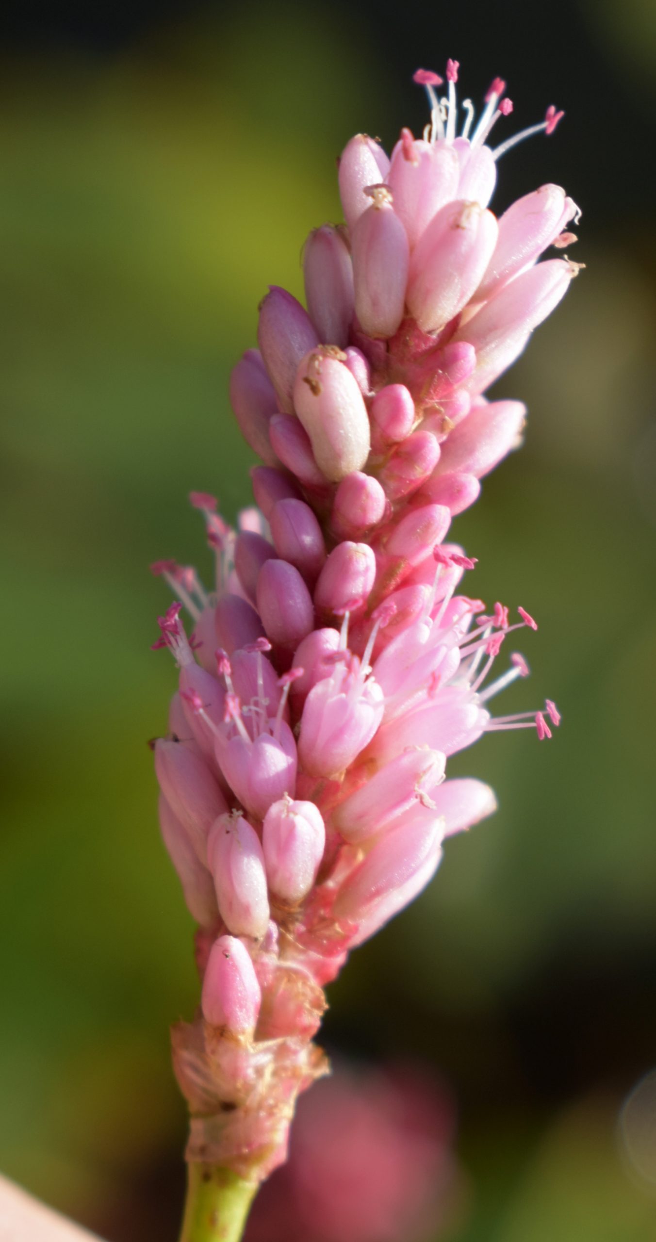 Swamp Smartweed – Wildflowers of Little Bass Lake