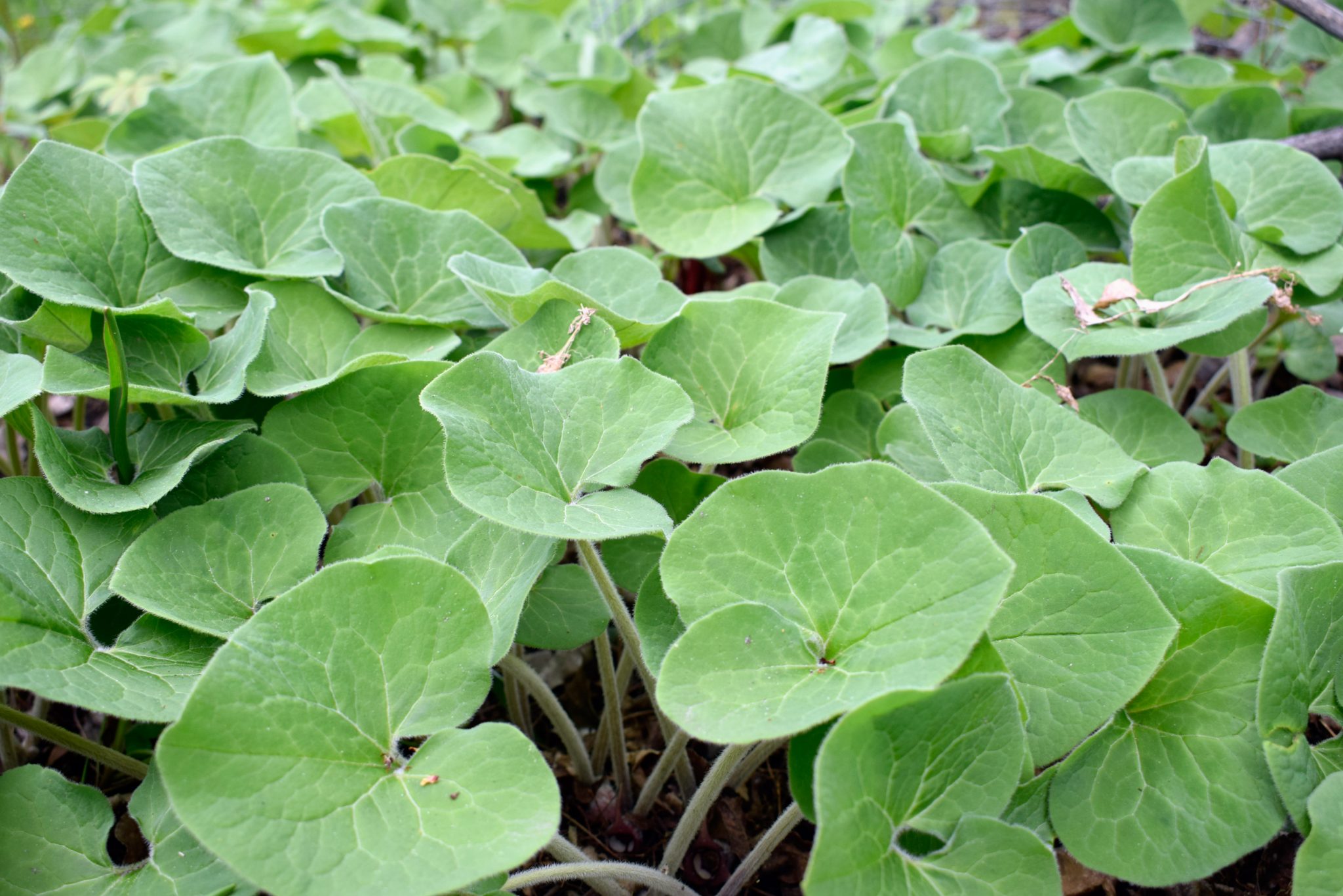 Canadian Wild Ginger – Wildflowers of Little Bass Lake