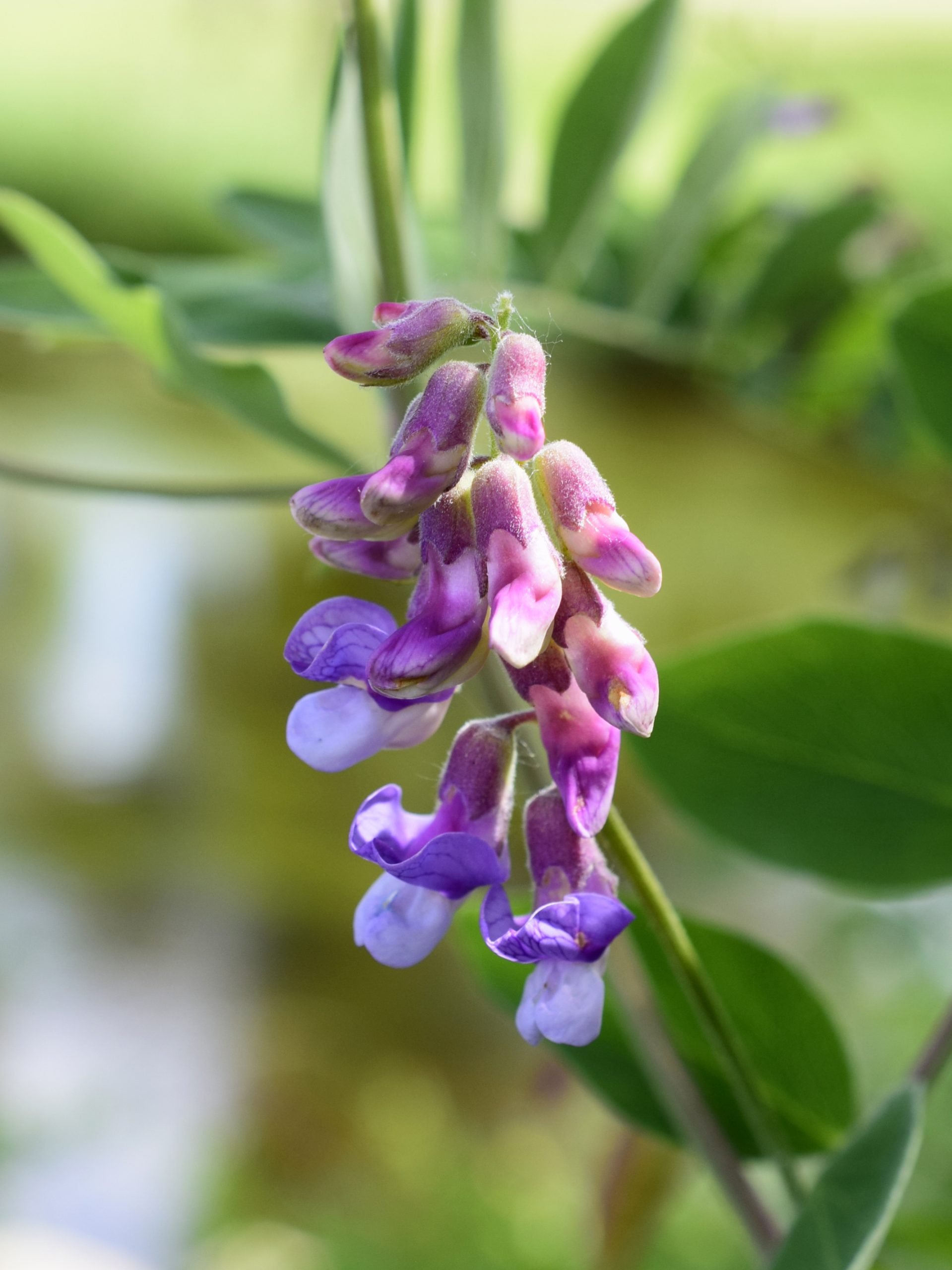 Veiny Pea – Wildflowers of Little Bass Lake