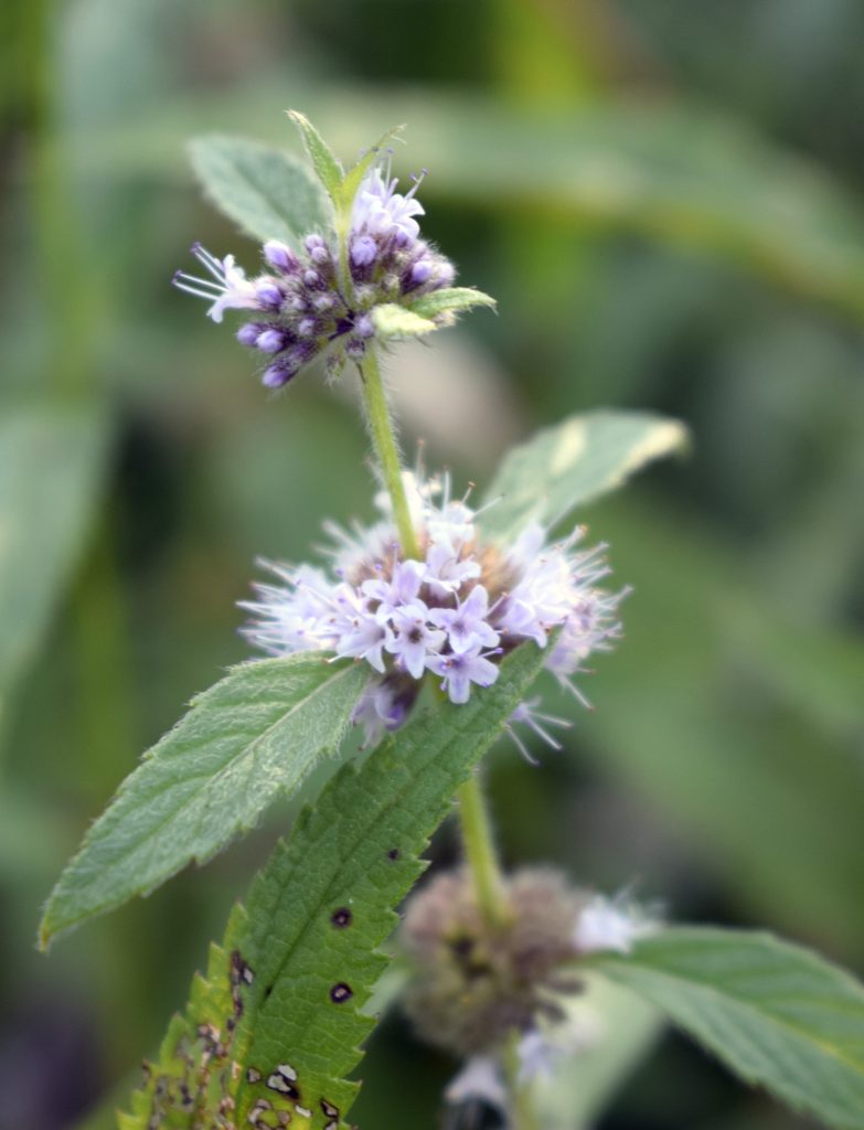 Wild Mint – Wildflowers of Little Bass Lake