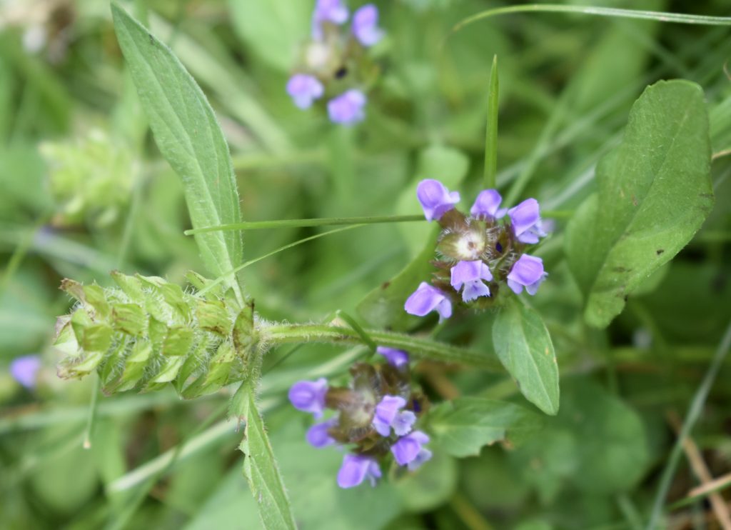 Self-heal – Wildflowers of Little Bass Lake