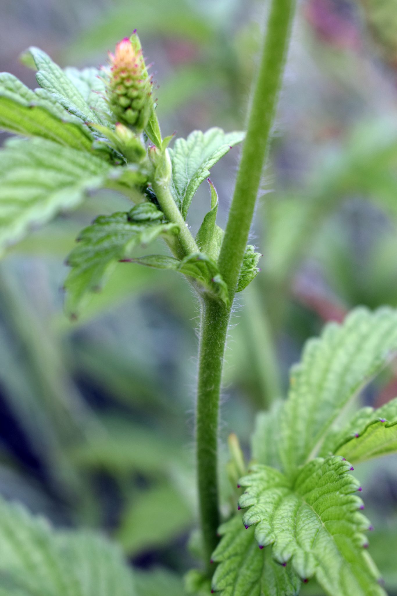 Roadside Agrimony (Agrimonia striata) – Wildflowers of Little Bass Lake