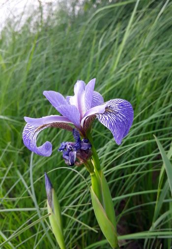 Harlequin Blue Flag – Wildflowers of Little Bass Lake