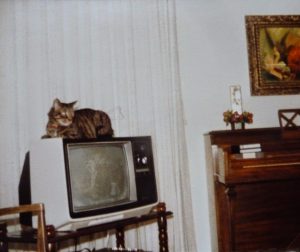 Our cat, Muffin, sitting on our 1st color TV