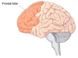 An illustration of a brain is shown with the frontal lobe, in the front of the skull.