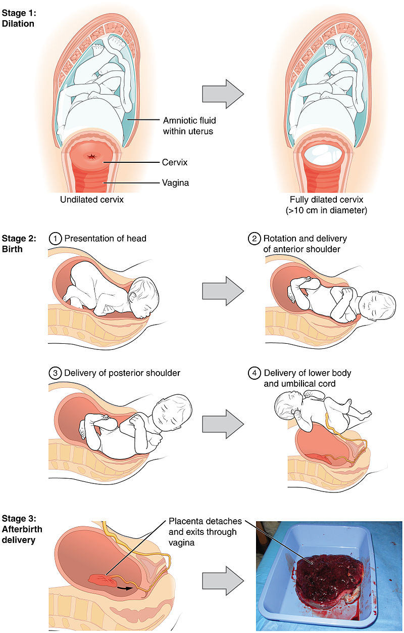 Drawings of stages of birth. Stage 1 (dilation) shows cervix opening from closed to at least 10 centimeters. Stage 2 (birth) shows presentation of the head in the vagina, followed by rotation and delivery of the shoulders, then of the lower body and umbilical cord. Stage 3 (afterbirth) shows placenta detaching from uterus and exits through vagina.