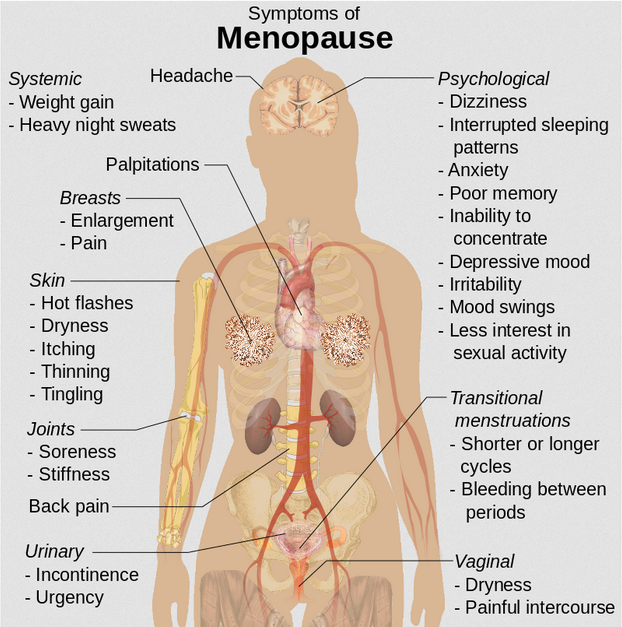 Symptoms of menopause include: headache, weight gain, heavy night sweats, heart palpitations, breast enlargement and pain, skin issues like hot flashes, dryness, itching, thinning and tingling, joint soreness and stiffness, back pain, urinary incontinence and urgency, psychological symptoms like dizziness, interrupted sleeping patterns, anxiety, poor memory, inability to concentrate, depressive mood, irritability, mood swings, and less interest in sexual activity, transitional menstruations with shorter or longer cycles and bleeding between periods, and vaginal dryness and painful intercourse.