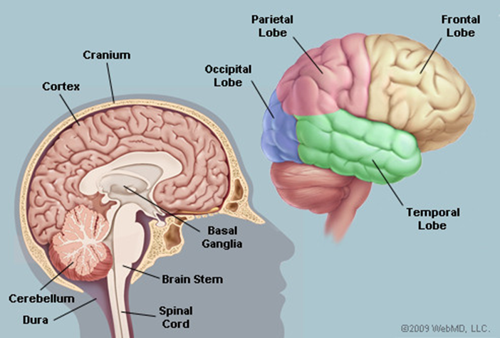 Diagram of brain structures. Outside drawing: Frontal lobe is at front, temporal lobe is at side, occipital lobe is in back and parietal lobe is in the upper middle of brain. Inside drawing: basal ganglia is about midway in brain, brain stem is just underneath it, connecting to spinal cord that runs down the spine. Cerebellum is at back bottom of skull with dura directly below it. Cortex surrounds all of these structures and cranium surrounds the cortex.