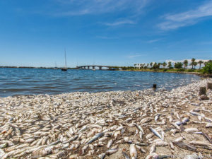 Photo of dead fish covering the sandy shore of a beach.