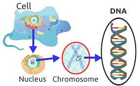 Diagram of a cell, showing the nucleus inside the cell, then the chromosome inside the nucleus and then the DNA inside the chromosome.