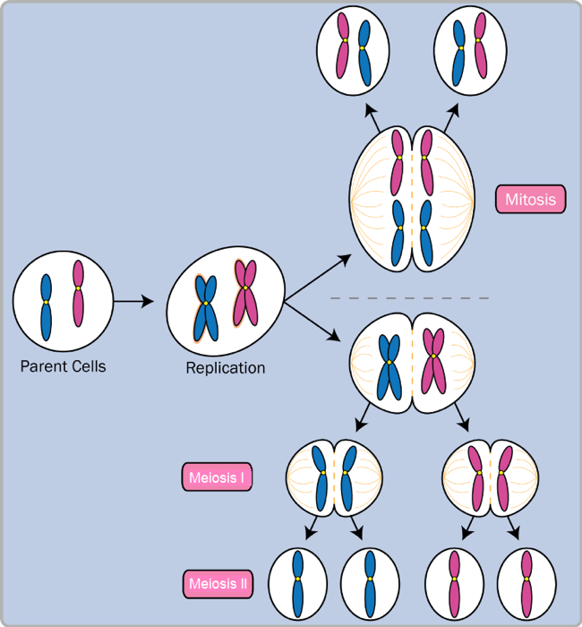 A diagram of a cell division.