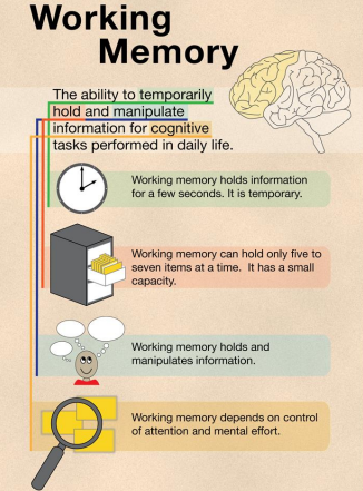 his image provides an overview of working memory, defined as the ability to temporarily hold and manipulate information for cognitive tasks performed in daily life. It includes the following points, illustrated with icons:A clock symbolizing that working memory holds information for a few seconds, indicating its temporary nature. A filing cabinet with a limited number of folders representing that working memory can only hold five to seven items at a time, highlighting its small capacity. An icon of a person’s head with thought bubbles to illustrate that working memory holds and manipulates information. A magnifying glass symbolizing that working memory depends on control of attention and mental effort.