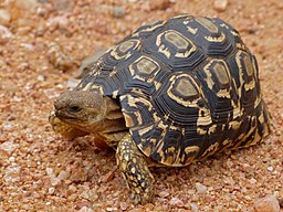 Leopard Tortoise