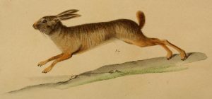 1832. Lepus crassicaudatus I. Geoffroy, Magasin de zoologie, de Guerin-Meneville, Paris 2: cl. I, pI. 9 https://archive.org/stream/magasindezoologi02pari#page/n411/mode/2up