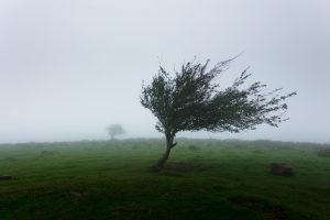 windy tree