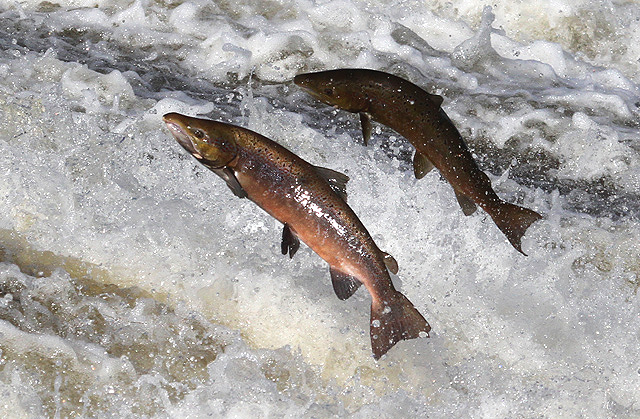 Atlantic Salmon