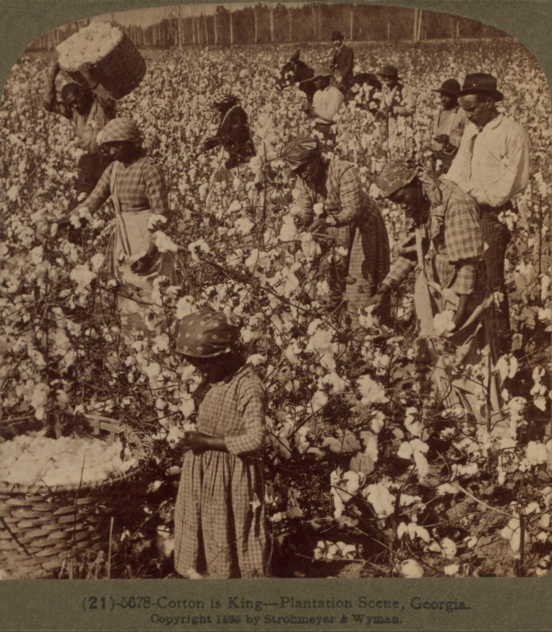 cotton plantations 1800s