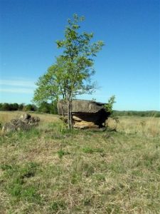 Hackberry tree