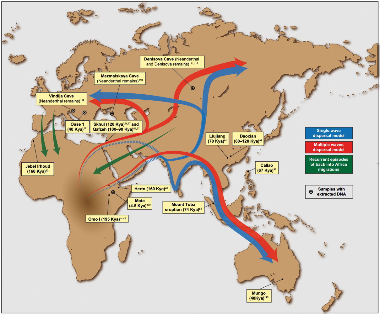 Migration patterns of Homo sapiens