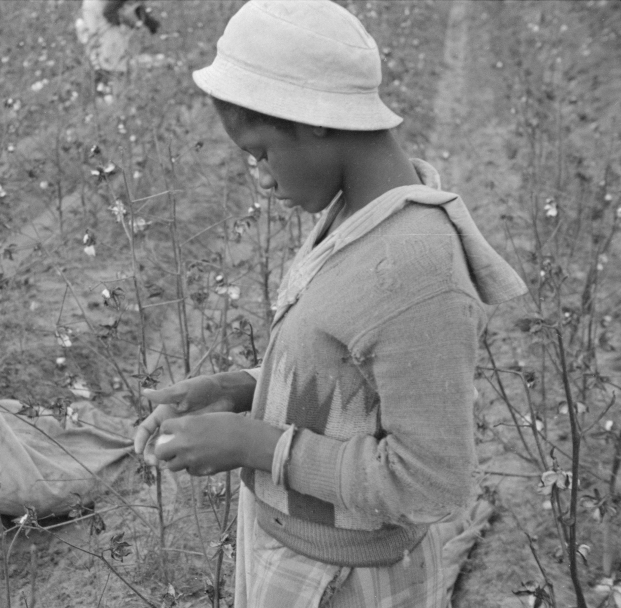 Picking Cotton  Keppler Speakers