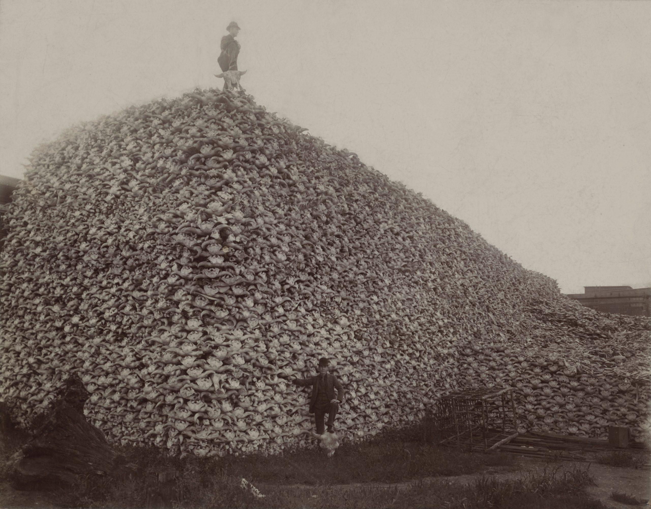 Mountain of bison skulls