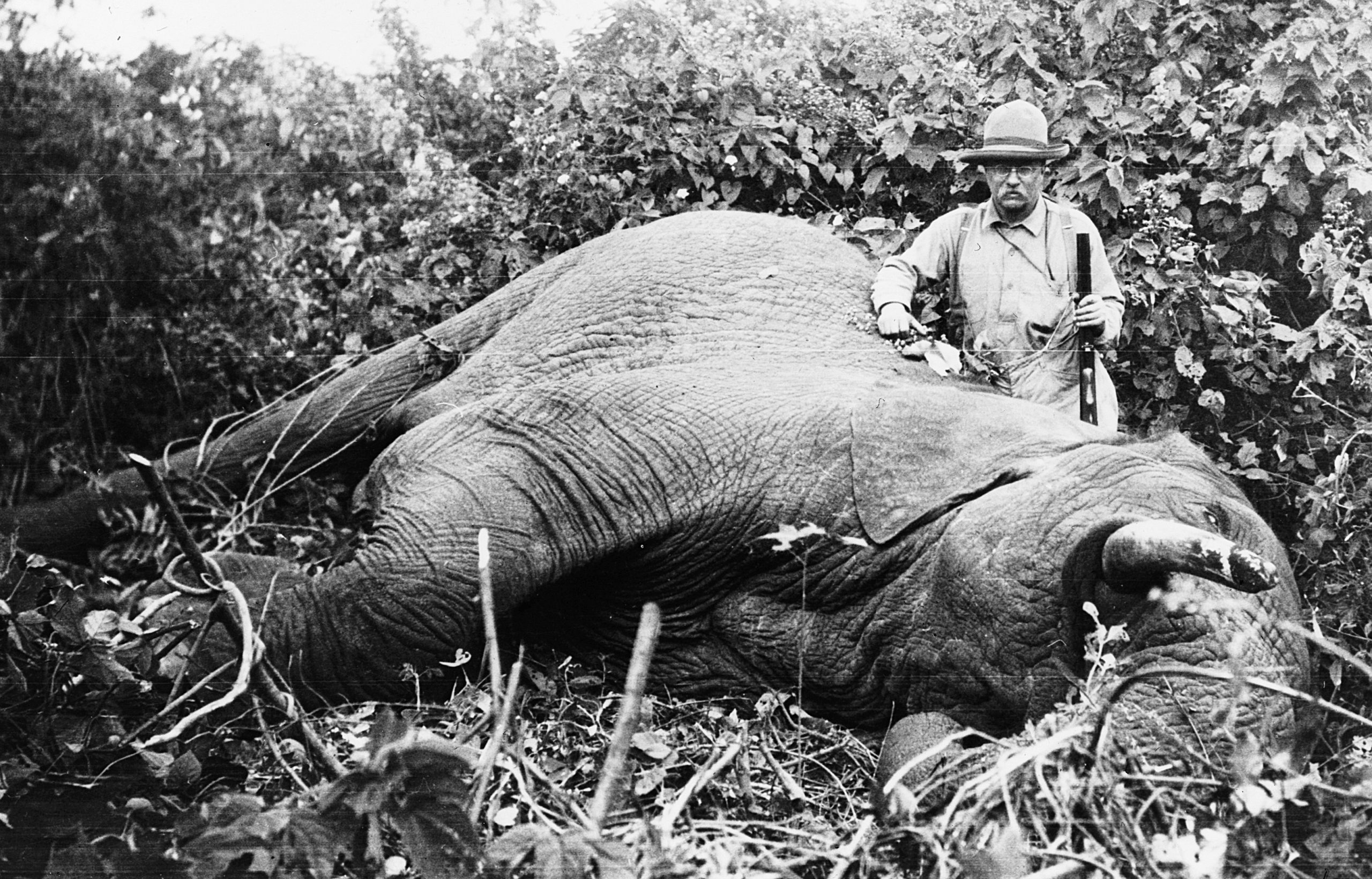 Roosevelt with a dead elephant