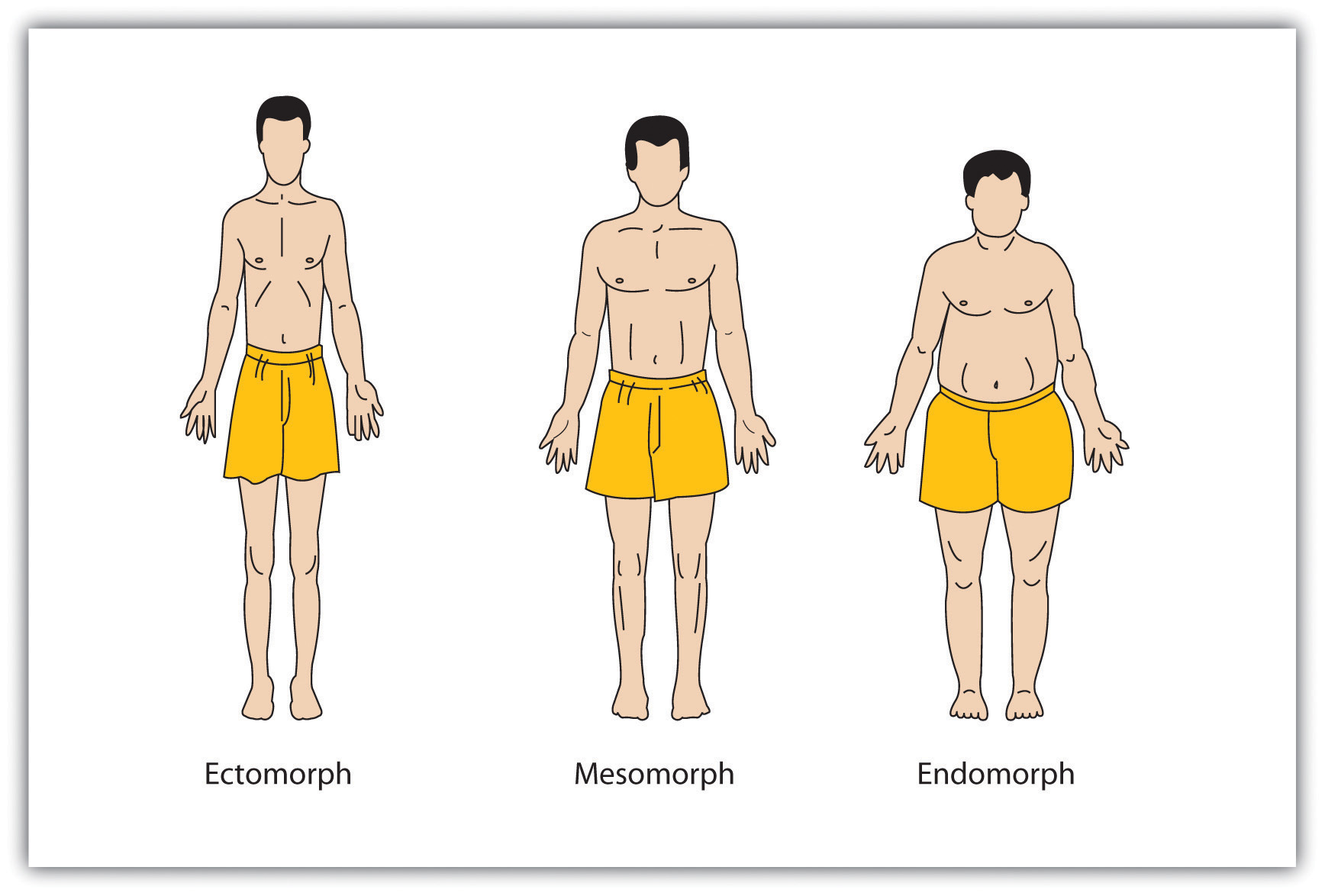 Sheldon's Body Types (Ectomorph, Mesomorph, & Endomorph)