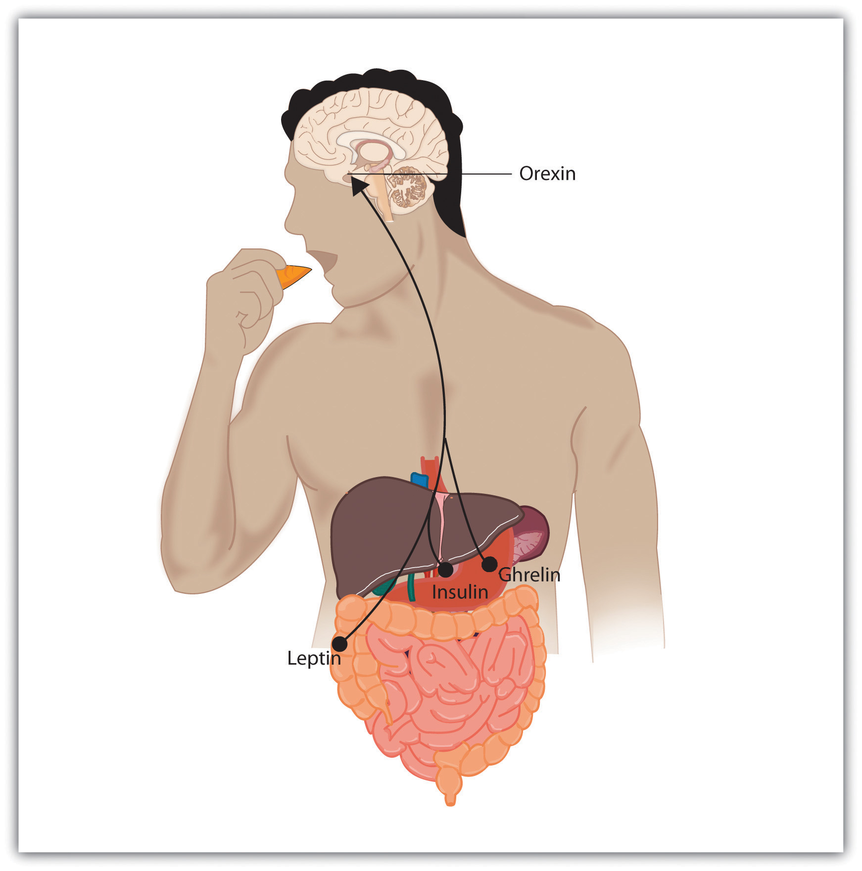 Eating Is Influenced by the Appetite Hormones