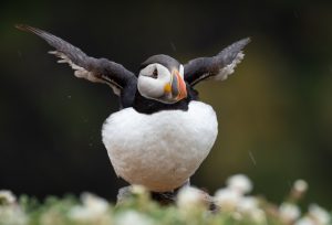 Puffin Exercise! by Sue Cro CC BY NC 2.0