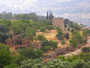Israeli vineyard with watchtower in the midst
