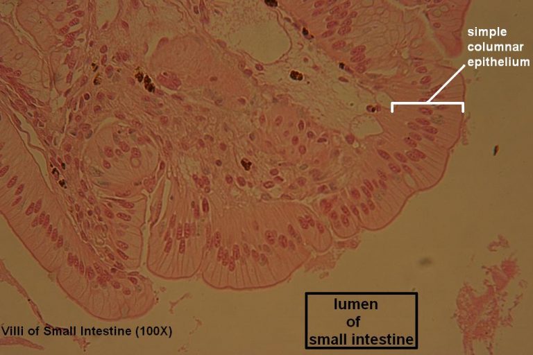 Simple Columnar Tutorial Histology Atlas for Anatomy and Physiology