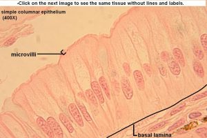 Simple Columnar – Tutorial – Histology Atlas for Anatomy and Physiology