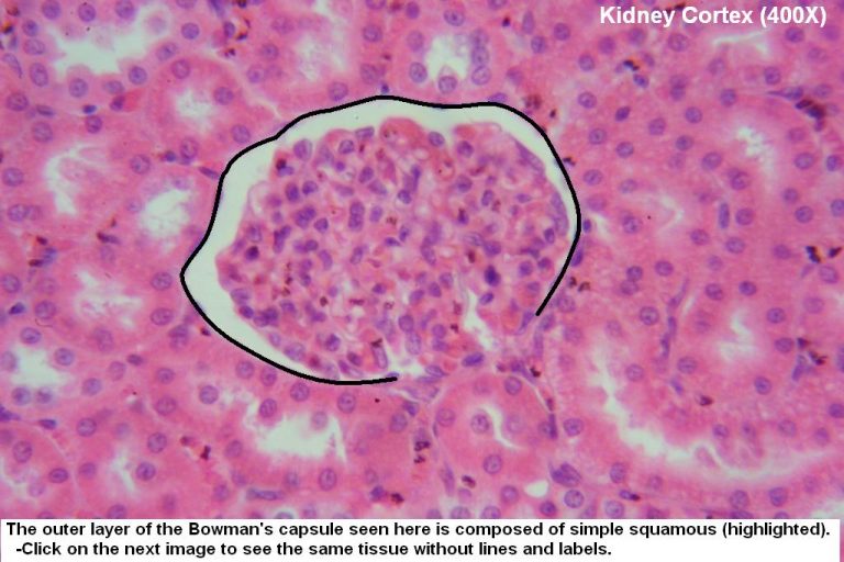 Simple Squamous – Tutorial – Histology Atlas for Anatomy and Physiology