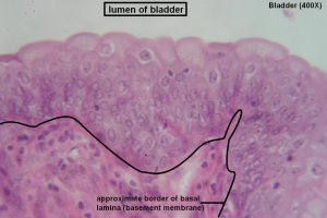 Transitional – Tutorial – Histology Atlas for Anatomy and Physiology