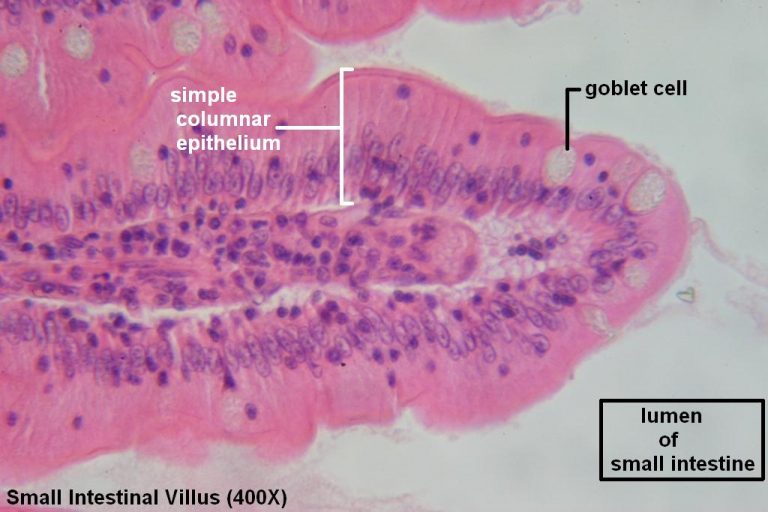 Simple Columnar – Tutorial – Histology Atlas for Anatomy and Physiology