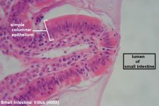 Simple Columnar – Tutorial – Histology Atlas for Anatomy and Physiology