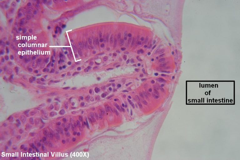 Simple Columnar – Tutorial – Histology Atlas For Anatomy And Physiology