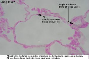 Simple Squamous – Tutorial – Histology Atlas for Anatomy and Physiology