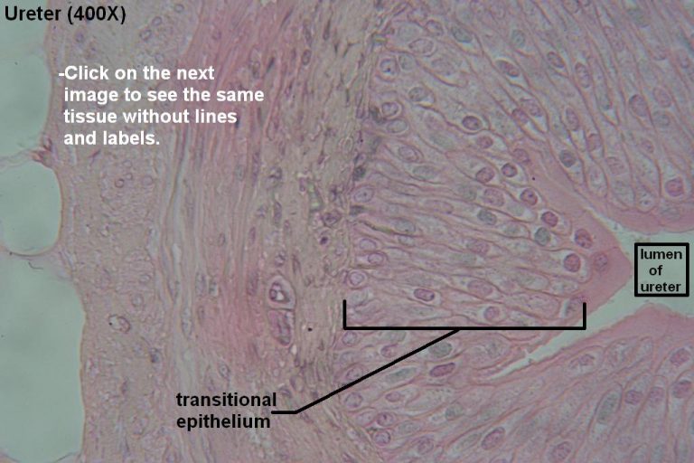 Transitional – Tutorial – Histology Atlas for Anatomy and Physiology