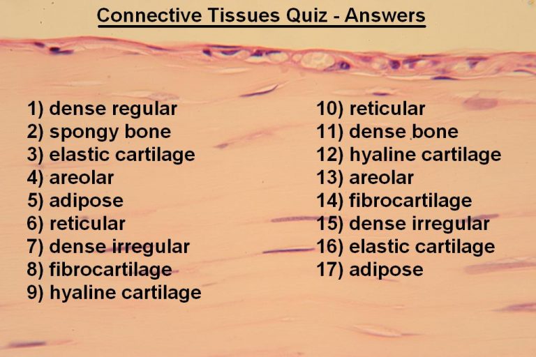 Quiz – Connective Tissues – Histology Atlas For Anatomy And Physiology