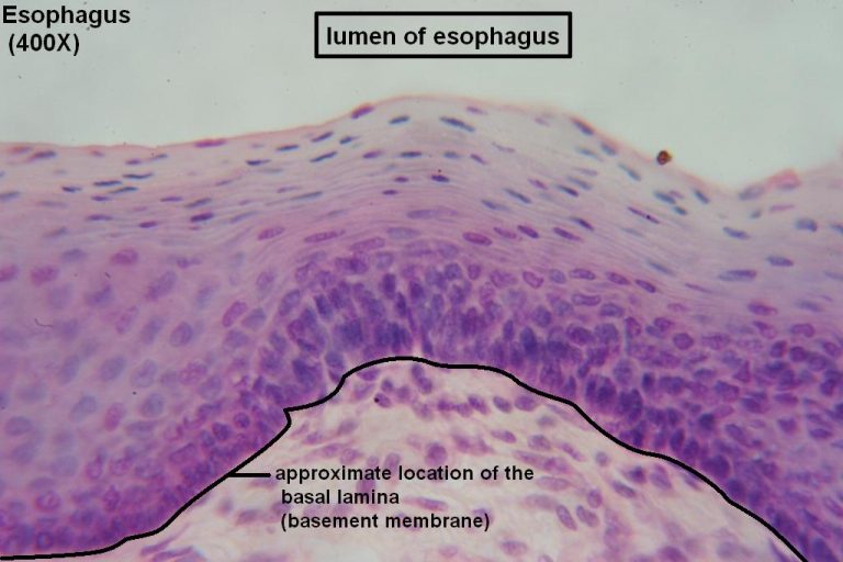 Stratified Squamous – Tutorial – Histology Atlas for Anatomy and Physiology